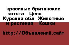 красивые британские котята › Цена ­ 1 000 - Курская обл. Животные и растения » Кошки   